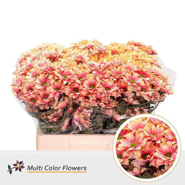 <h4>Chrysanthemum TR   ...colored H%</h4>