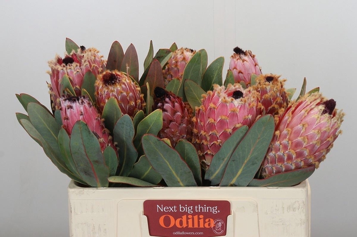 <h4>PROTEA MAGNIFICA</h4>