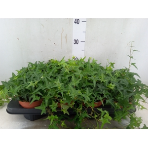 Hedera helix 'Tres Coupe'