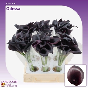 Calla Odessa