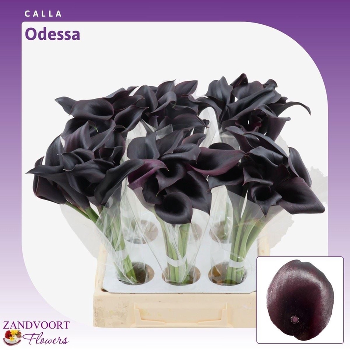 Calla Odessa