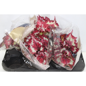 BEGONIA REX TIE DYE P15