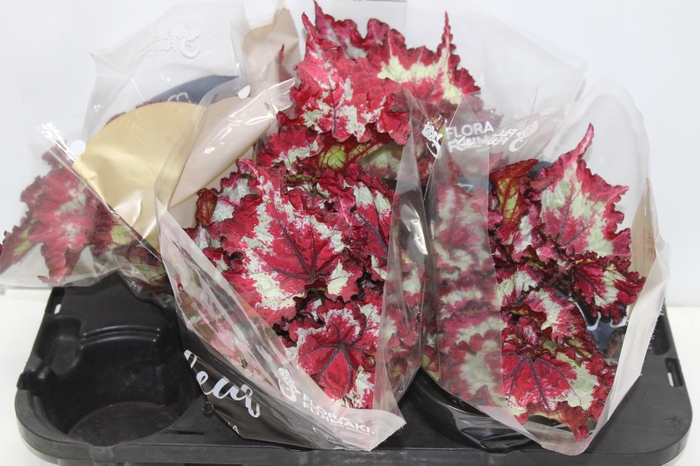 <h4>BEGONIA REX TIE DYE P15</h4>