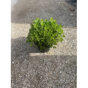 Pittosporum tobira 'Nanum' P30