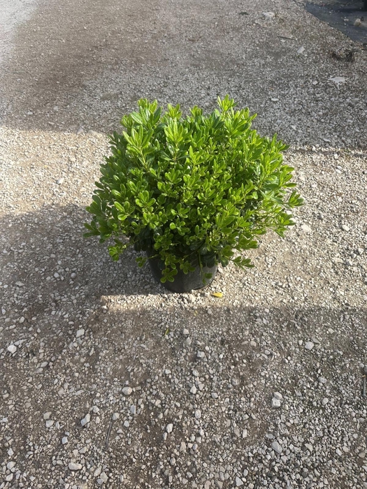 <h4>Pittosporum tobira 'Nanum' P30</h4>