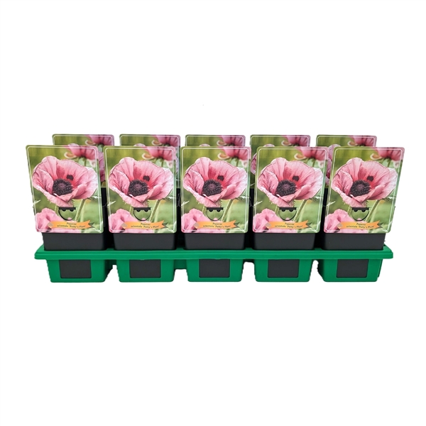 <h4>Papaver orientale 'Patty's Plum' P11</h4>