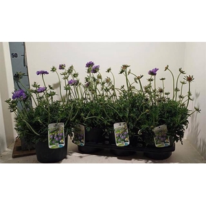 Scabiosa columbaria