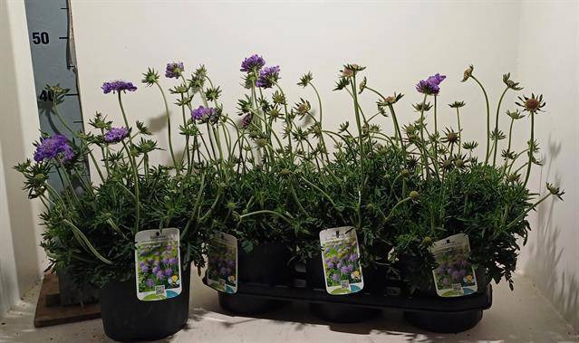 <h4>Scabiosa columbaria</h4>