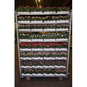 Dian Mixkar 6 Kleur