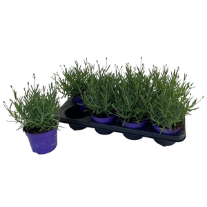 Lavandula angustifolia Essence Pur