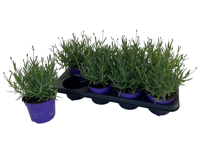 Lavandula angustifolia Essence Pur