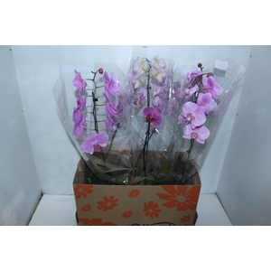PHALAENOPSIS P15 MIN 8 FLS