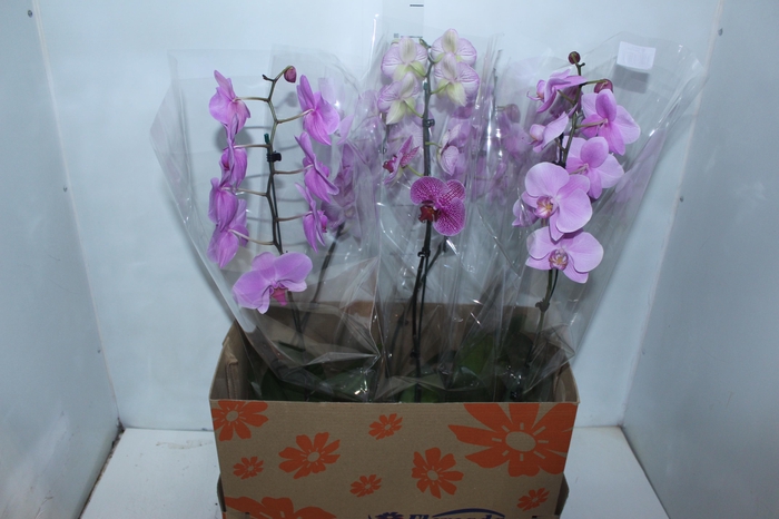 <h4>PHALAENOPSIS P15 MIN 8 FLS</h4>