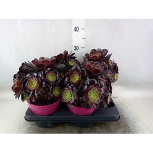 Aeonium arboreum 'Velours'
