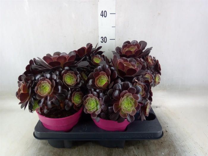<h4>Aeonium arboreum 'Velours'</h4>