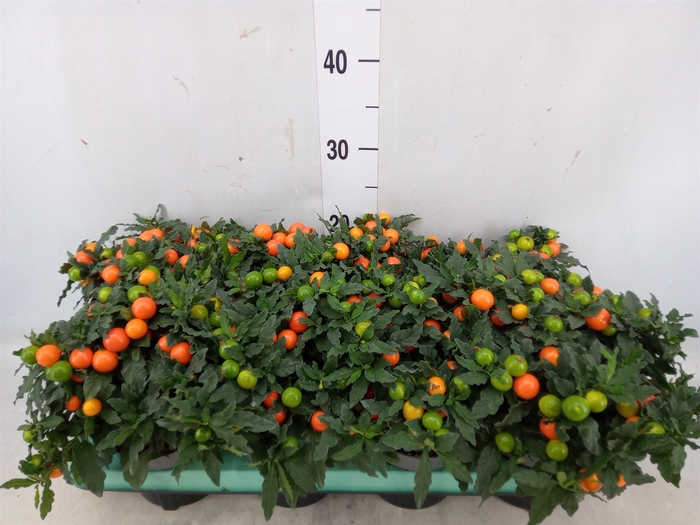 <h4>Solanum pseudocapsicum 'Megaball'</h4>