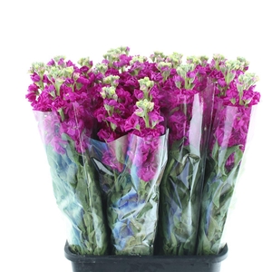 Matth Incana Iron Deep Pink