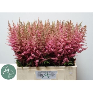 Astilbe Anita Pfeifer Aert