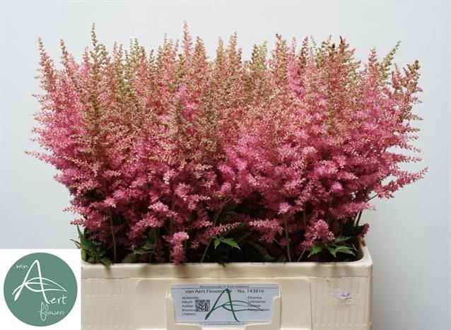 <h4>Astilbe Anita Pfeifer Aert</h4>
