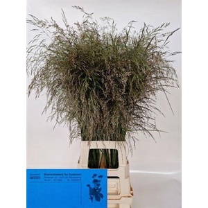 Dechampsia 90 Cm