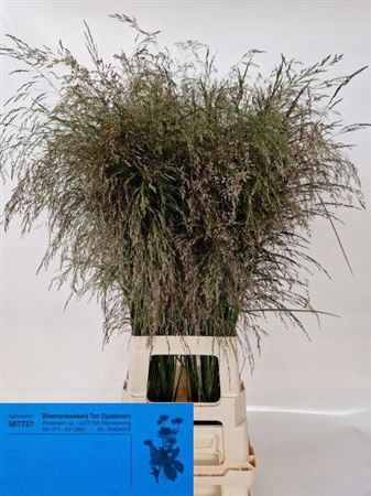 <h4>Dechampsia 90 Cm</h4>