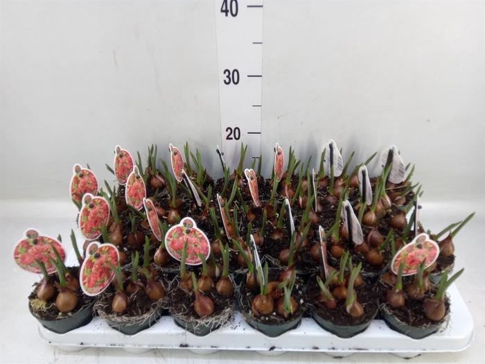 <h4>Tulipa   ...</h4>