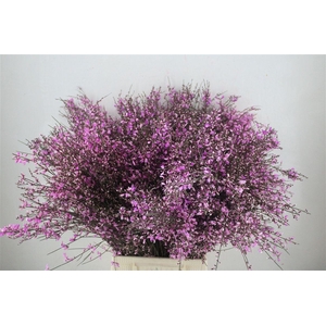 Ginster 400gr Lilac P Bunch