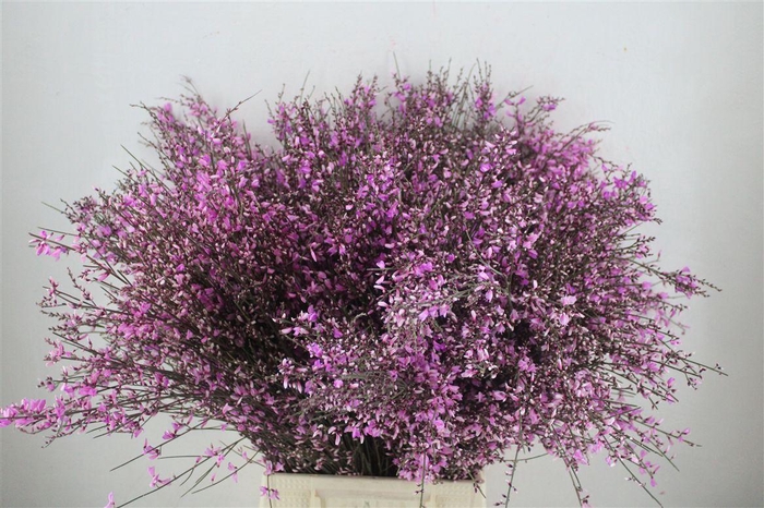 <h4>Ginster 400gr Lilac P Bunch</h4>