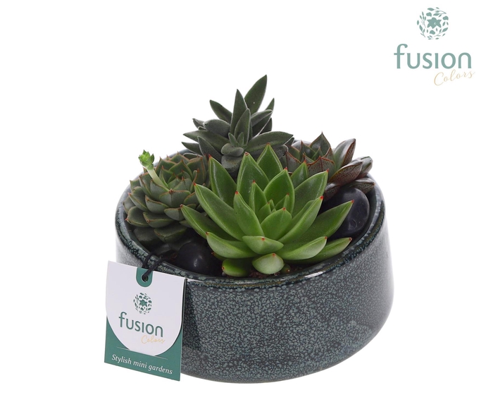 <h4>Pot Tol keramiek met Succulenten</h4>