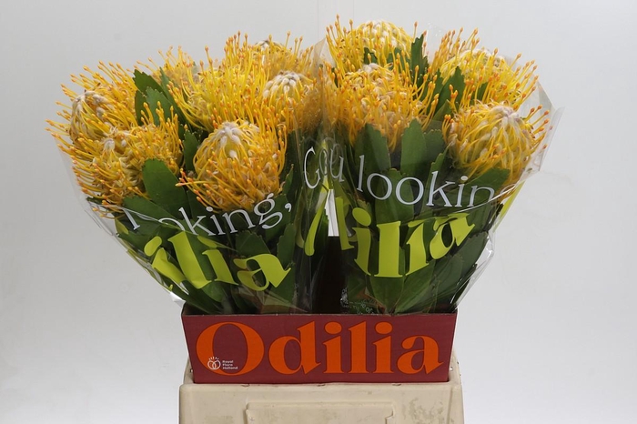 <h4>Nutans Joti</h4>