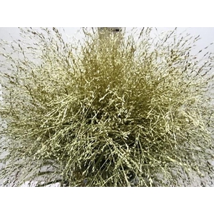 Panicum Warrior Goud