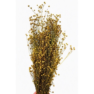 Dried Lino Vlas X5 Naturel Bunch