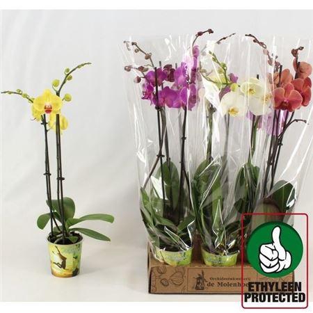 <h4>Phal Gem 4 Kl 2 Branche 16+</h4>