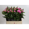 Paeonia Monsieur Jules Elie