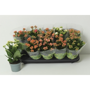 KAL GE PERF GEM 4 KL