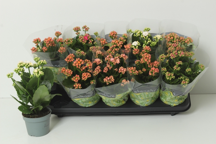 <h4>KAL GE PERF GEM 4 KL</h4>