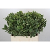 Pittosporum Ilan