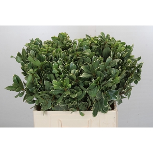 Pittosporum Ilan