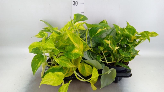 <h4>Epipremnum pinn.   ...mix</h4>