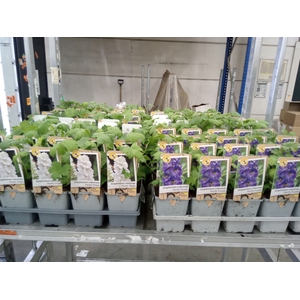 Delphinium   ...