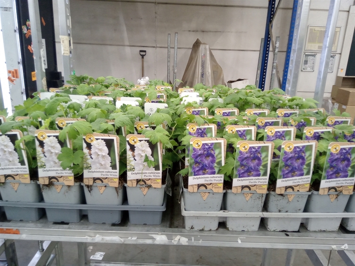 <h4>Delphinium   ...</h4>