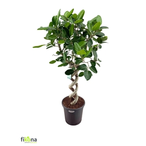 FICUS BENG AUDREY
