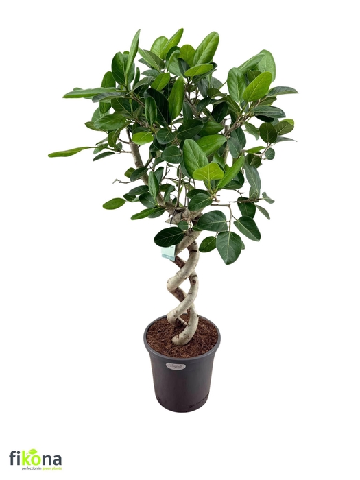 <h4>FICUS BENG AUDREY</h4>