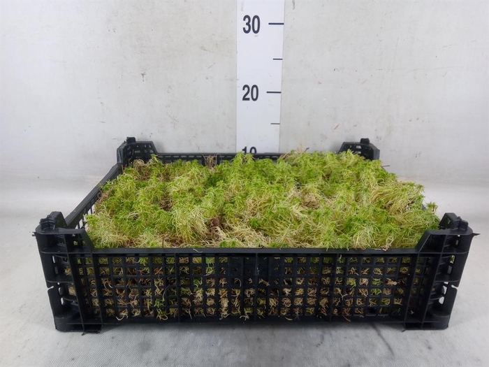 <h4>Mossen   ...H%</h4>