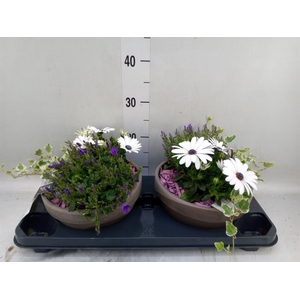 Arr.   Perkplanten L%