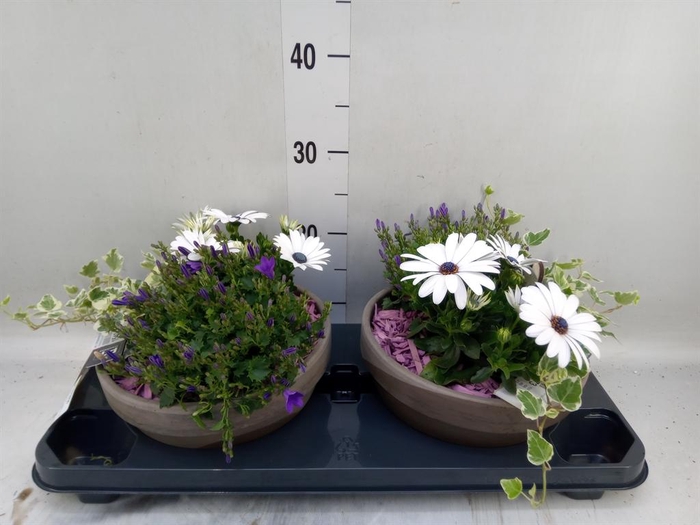 <h4>Arr.   Perkplanten L%</h4>