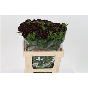 Di Barb Will Bl Cher