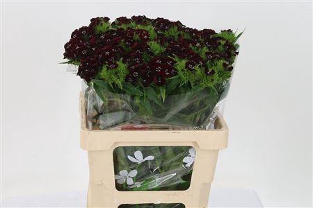 <h4>Di Barb Will Bl Cher</h4>