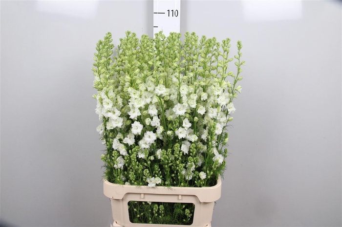 <h4>Cons R Q White</h4>