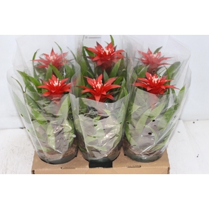 GUZMANIA VERMELHA P12